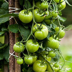 Tomates verdes