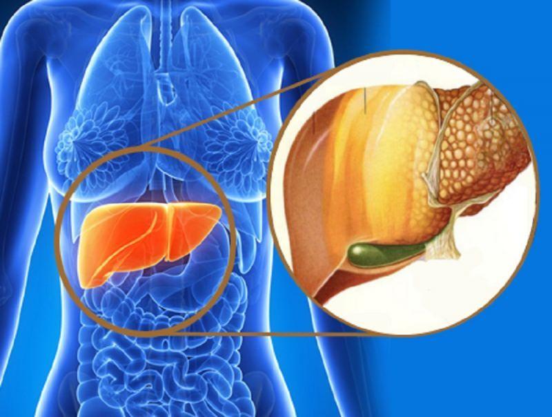 Diseñan terapia para revertir el hígado graso