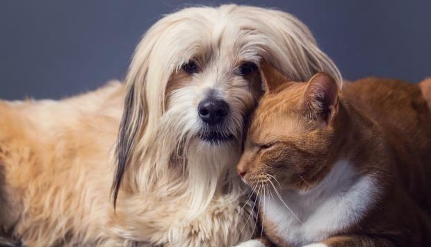 Los riesgos de tener mascotas en el hogar