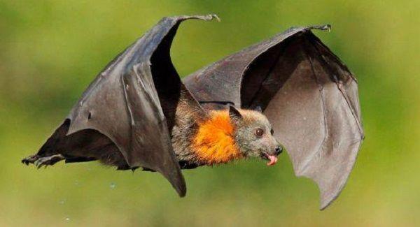 Advierten por murciélagos con rabia en varios municipios