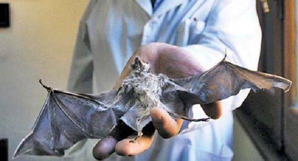 San Isidro: Recomendaciones en caso de encontrar un murciélago