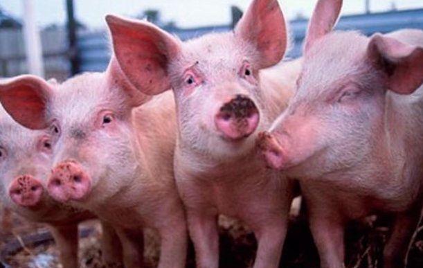 Entre Ríos: Ajustan controles y toman medidas por el virus porcino