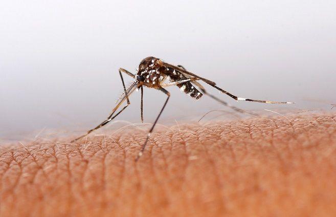 Acciones por el Día Internacional contra el Dengue