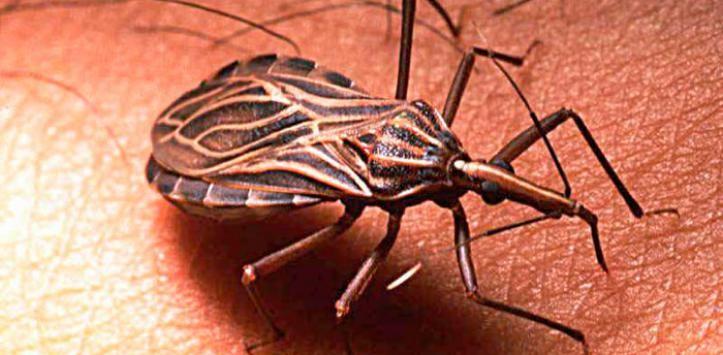 Aprueban medicamento para el tratamiento de niños con Chagas