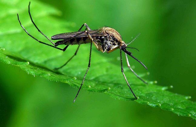 El mosquito transmisor del dengue apareció antes