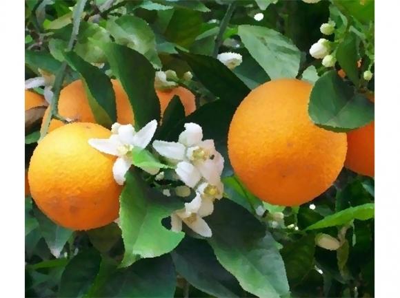 Correo de lectores: Los naranjos de San Isidro, por Isabel Dellepiane