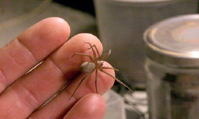 Una araña de rincón picó a mujer y la dejó internada 2 días. Recomendaciones