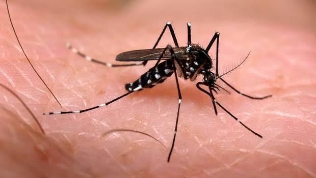 Se lanzó la Campaña 2017 contra el mosquitos Aedes aegypti