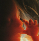 Departamento de Estado de los EUA reconoce que la vida humana empieza en el mismo momento de la concepción