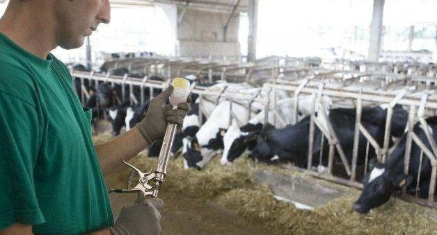 La OMS pide dejar de usar antibióticos para estimular el crecimiento de animales