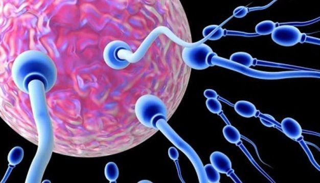 La concentración del esperma está disminuyendo drásticamente