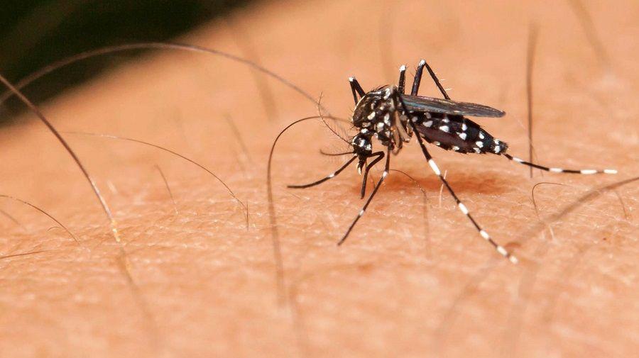Dengue: Qué es, cuáles son los síntomas, cómo se transmite, se trata y previene