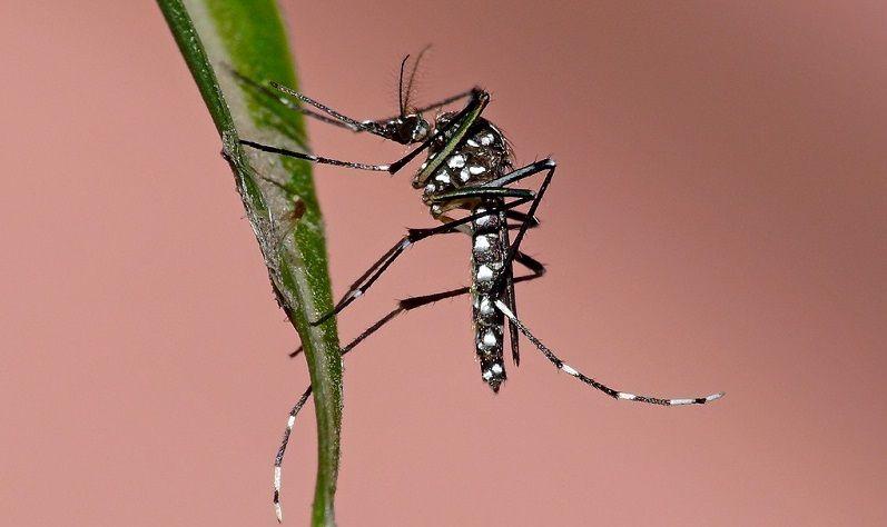 BA: La región XI recorre viviendas para prevenir el zika, dengue y chikungunya