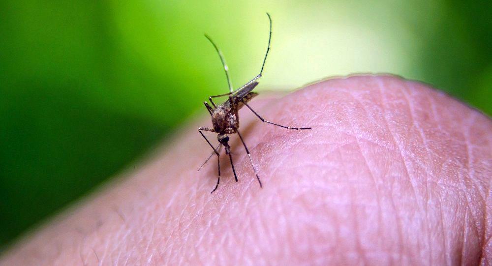 Advierten que la fiebre amarilla podría reintroducirse en la Argentina