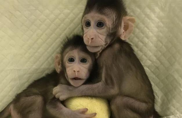 Polémica clonación de dos monos