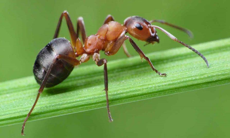 Las hormigas serían la futura fuente de antibióticos para combatir infecciones