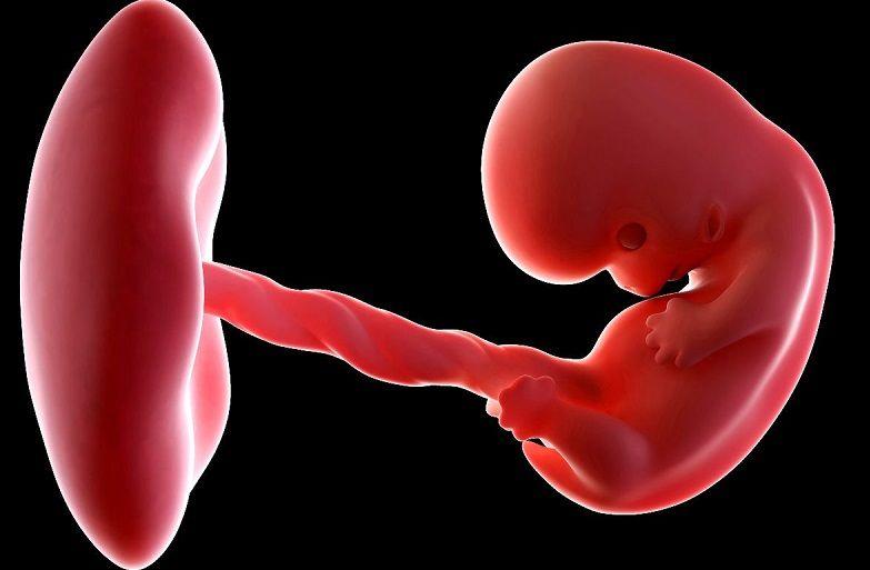 Aborto: Qué es, significado y concepto