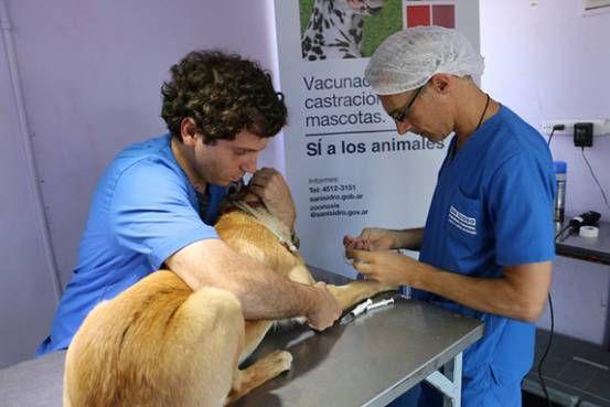 San Isidro: Castración y vacunación gratuita de mascotas en marzo