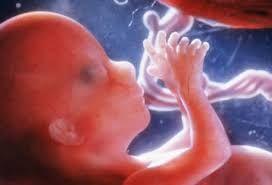 Consorcio de Médicos Católicos: ¨en ninguna circunstancia el aborto será legal, seguro ni gratuito¨