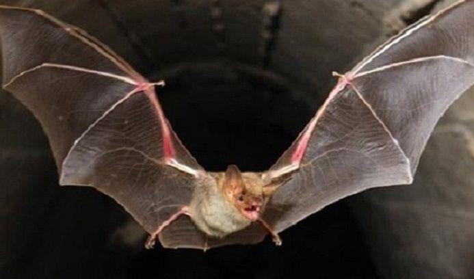 Pcia. de Buenos Aires: Preocupación por la aparición de murciélagos con rabia