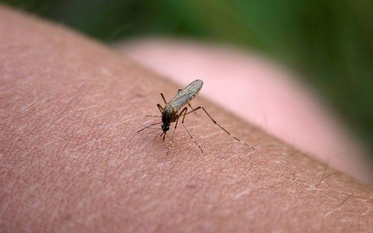 Córdoba: Ya suman ocho los casos de dengue