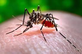 CABA: Confirman dos nuevos casos de dengue y este año ya son 19