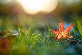 La paz, el dolor y la oración