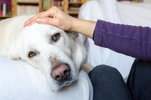 Los perros también pueden ser portadores de la gripe A