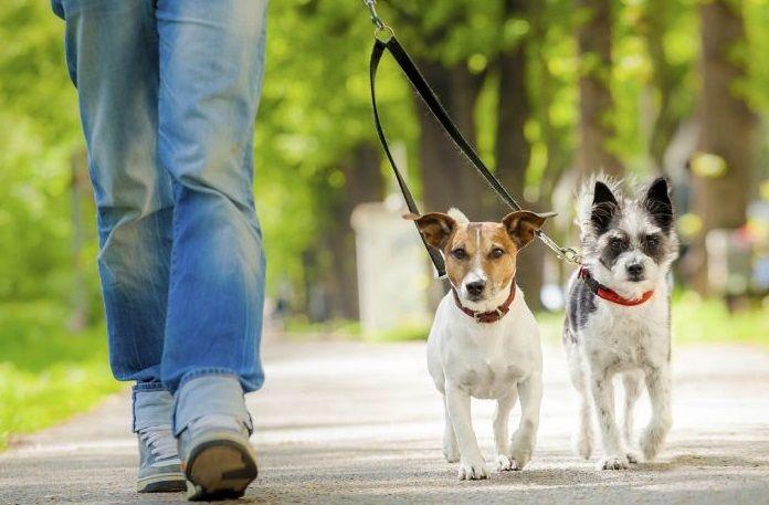 El excremento de las mascotas en la calle es un serio problema para la salud