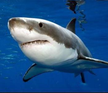 Pesca de tiburones