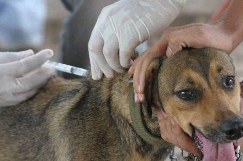 San Isidro: Cronograma de castración y vacunación gratuita de mascotas en agosto