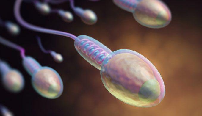 El espermatozoide cumple más funciones que la de transmitir al embrión el genoma paterno