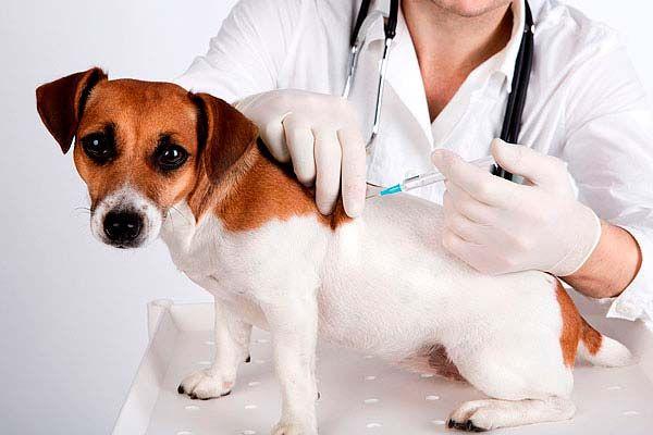 San Isidro: Castración y vacunación gratuita de mascotas en septiembre