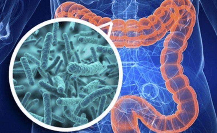 Dos estudios sugieren que los probióticos no deberían administrarse universalmente