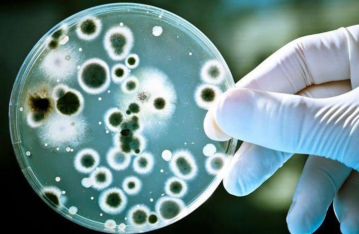 Steptococcus pyogenes: Son diez las víctimas fatales