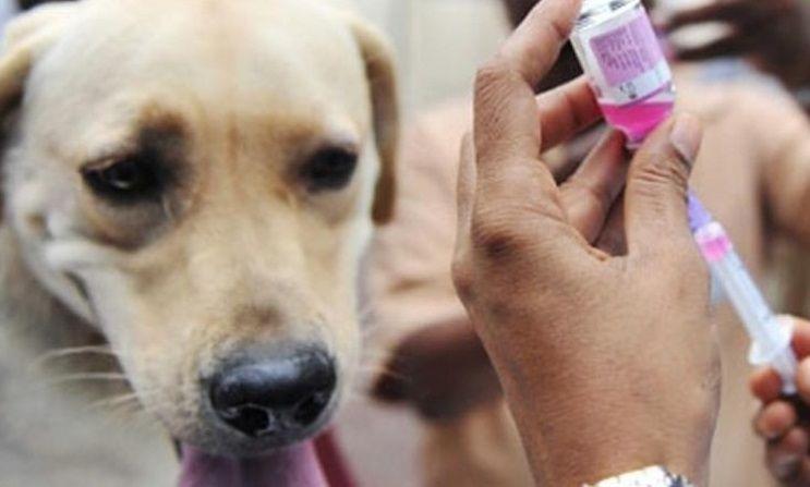 La Rabia tiene un índice de mortalidad del 99.9% pero 100% prevenible con educación y vacunación