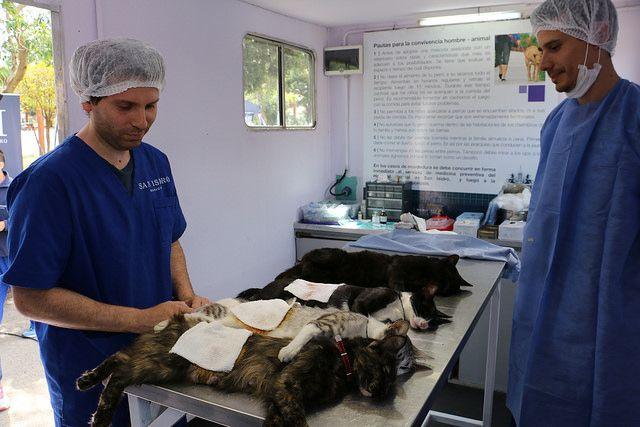 San Isidro: Suman puestos móviles de castración gratuita de mascotas