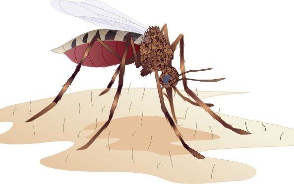 Argentina solicitará ser declarada libre de paludismo