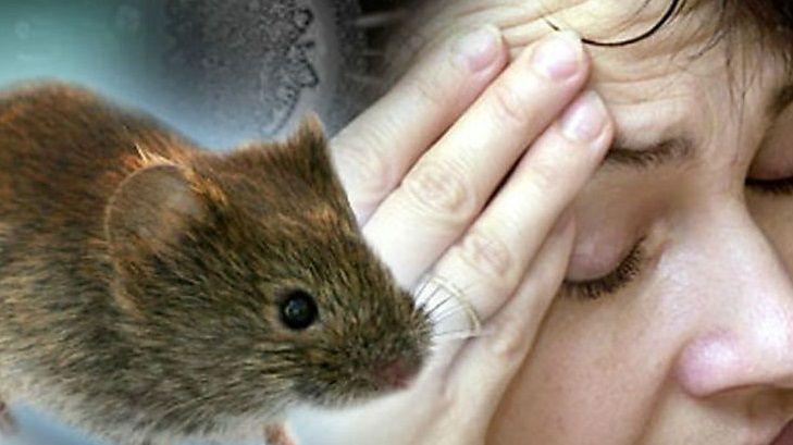 Hantavirus: cinco fallecidos en dos semanas y alerta en el país