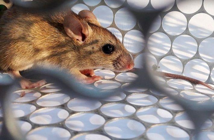 Hantavirus: qué es, síntomas, cómo se transmite, se trata y se previene