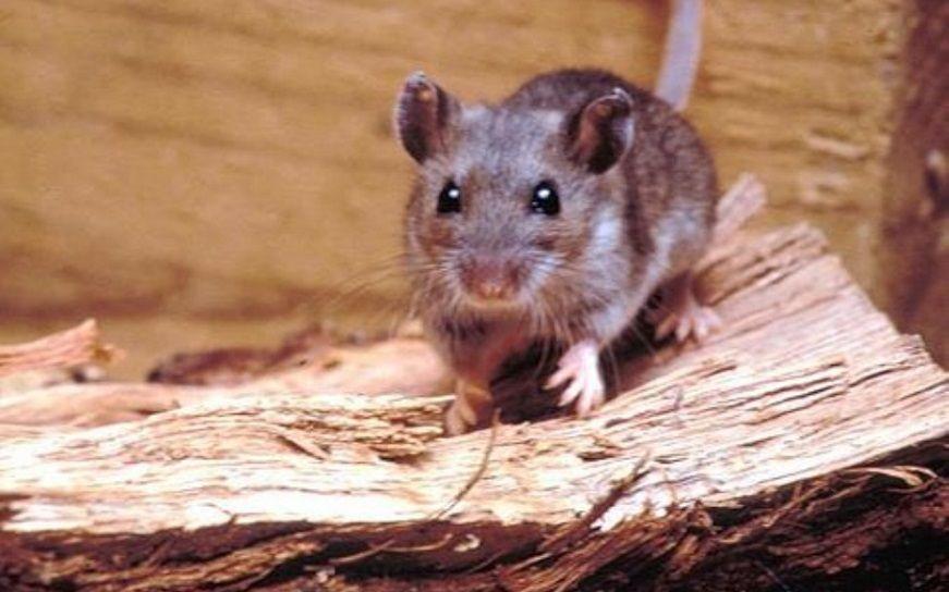 Chubut: Fallecieron 3 personas más por hantavirus