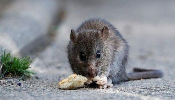 San Isidro brinda recomendaciones sobre el hantavirus