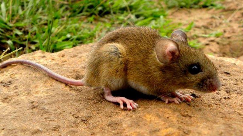 Chile prueba vacuna contra el hantavirus y la ofrece a la Argentina