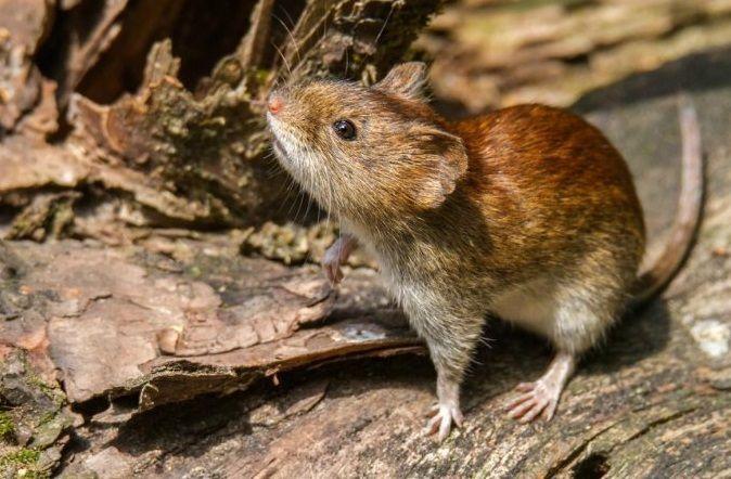 La OMS emitió una alerta por el brote de hantavirus en el país