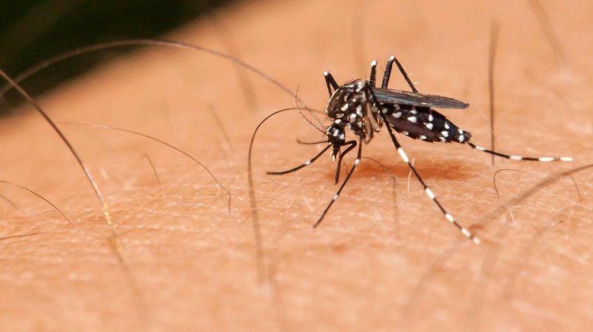 Detectan un caso de dengue autóctono en la Ciudad de Buenos Aires
