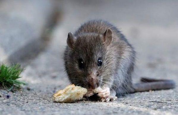 En Chubut ascienden a 31 los casos de hantavirus