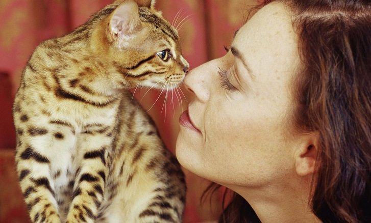 Los gatos son portadores de un parásito que puede derivar en esquizofrenia en humanos