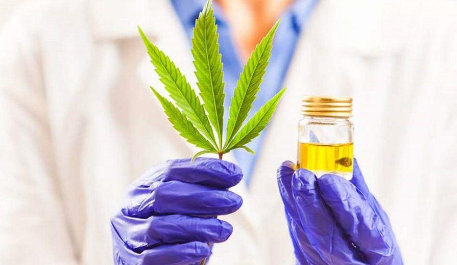 Cannabis uso medicinal: fijaron las condiciones para la producción en invernaderos