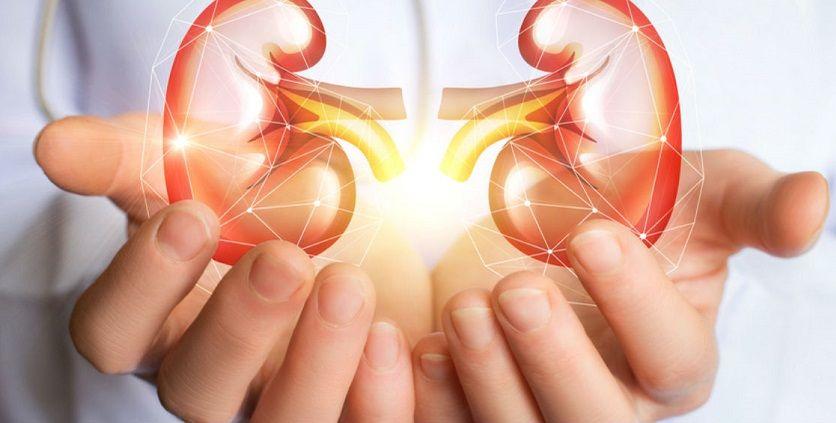 Factores que pueden afectar los riñones y por qué es tan importante cuidarlos