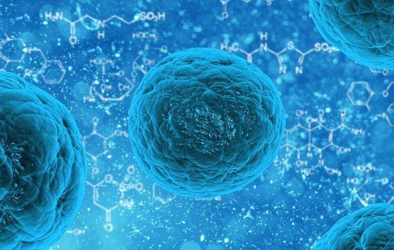 Candida auris, el preocupante hongo que desarrolló resistencia a los medicamentos